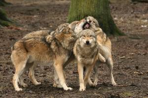 © TIERPARKVERWALTUNG SABABURG