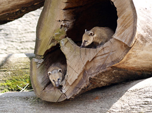 © Zoo Leipzig