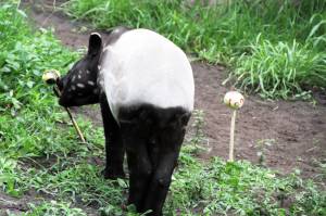 © Zoo Leipzig