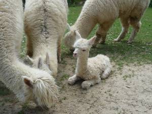 © Wild-Freizeitpark Westerwald