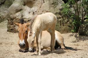 © Zoo Leipzig