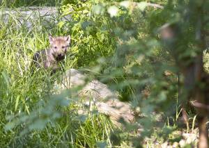 © Tierpark Dählhölzli