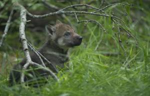 © Tierpark Dählhölzli