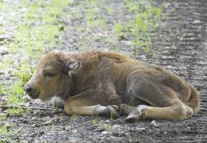 © Tierpark Dählhölzli