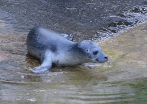 © Tierpark Dählhölzli