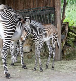 © Zoo Leipzig