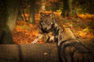 © Tierpark der Fontanestadt Neuruppin Kunsterspring