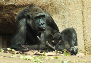 © Zoo Leipzig