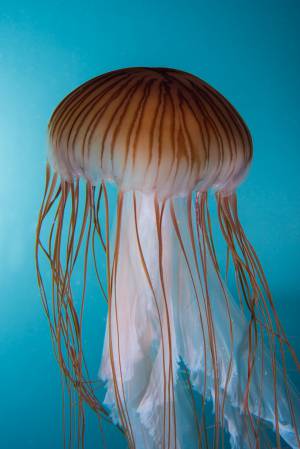 © Johannes-Maria Schlorke / OZEANEUM Stralsund