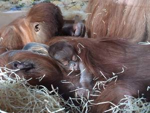 © Johanna Schäfer / Tierpark Hellabrunn