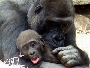 © Schäfer Löbl / Tierpark Hellabrunn