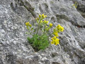 © Felsenhungerblümchen und Berglauch; Fotografie: Heiko Wiening