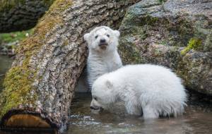 © Münchener Tierpark Hellabrunn AG