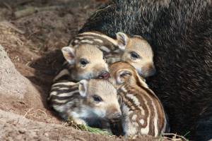 © Tierpark Kunsterspring