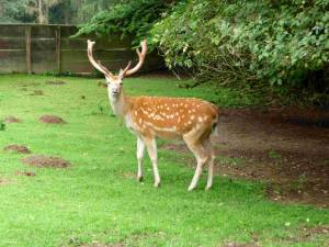 © Wild-Freizeitpark Westerwald