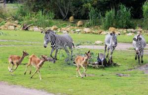 © Zoo Leipzig GmbH