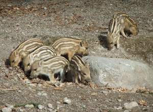 © Tierpark Dählhölzli