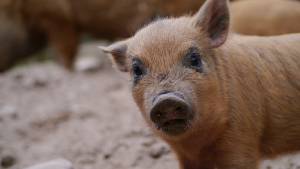 © Tierpark der Fontanestadt Neuruppin Kunsterspring