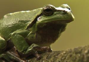 © Tierpark der Fontanestadt Neuruppin Kunsterspring