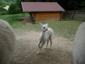 © Wild-Freizeitpark Westerwald