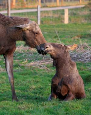 © Tierpark Sababurg