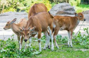 © Tierpark Hellabrunn/Marc Müller