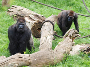 © Zoo Leipzig