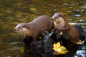 © Tierpark Kunsterspring