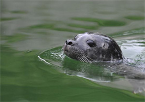 © Tierpark Dählhölzli