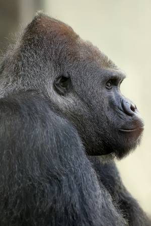 © Tierpark Hellabrunn/Tröger