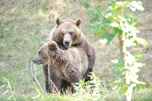 © Tierpark Dählhölzli